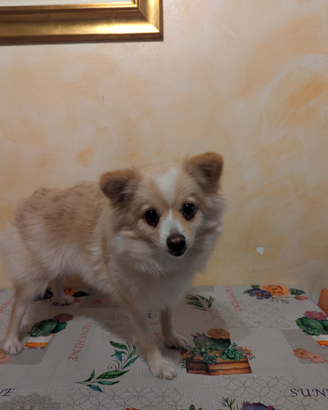 Volpino spiz di pomerania