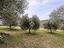 Immagine 9
