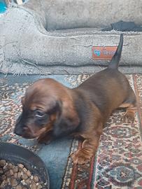 Cucciolo Bassotto Tedesco