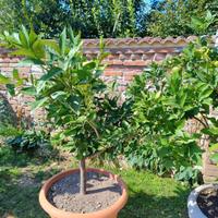 pianta di bergamotto con vaso