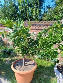 pianta di bergamotto con vaso