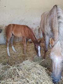 Puledra Appaloosa
