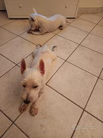 Westie