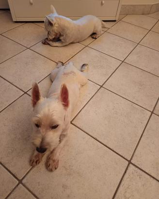 Westie