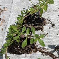 Piante di Lippia repens nodiflora