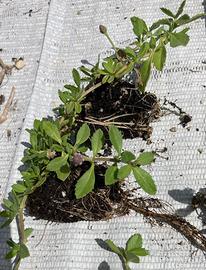 Piante di Lippia repens nodiflora