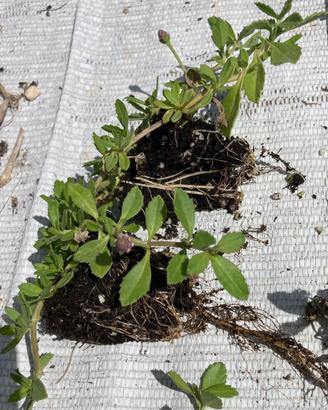 Piante di Lippia repens nodiflora