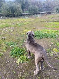 Mastino napoletano,cane corso