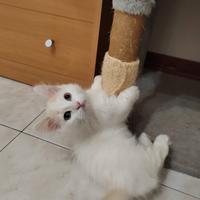 Munchkin maschietto