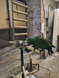 Pappagallo parlante , pettorina , e trespolo