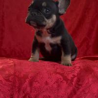 Bulldog Francesi esotici