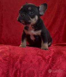 Bulldog Francesi esotici