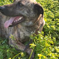 Maschio taglia media cane bardino majorero