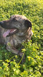 Maschio taglia media cane bardino majorero