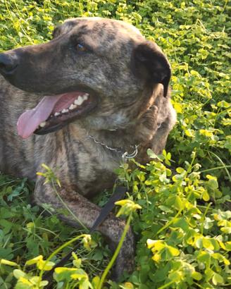 Maschio taglia media cane bardino majorero