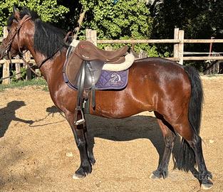 Pony stallone 120 cm