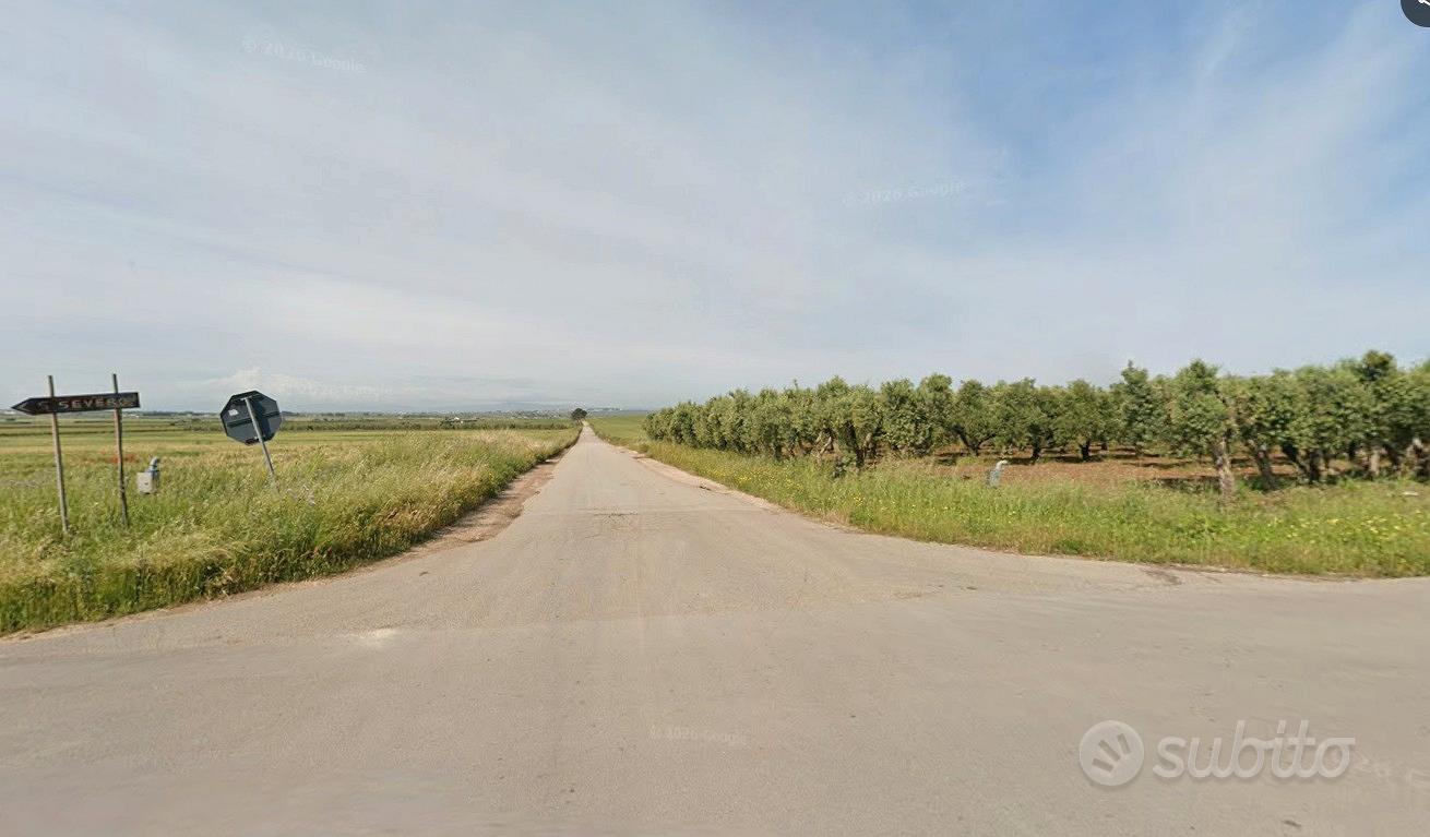Vigneto 13.000 mq irriguo - San Severo - Vista 2