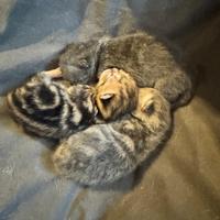 Cuccioli British shorthair