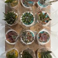 Piante grasse esposizione segnaposto bomboniera