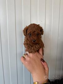 Barboncini mini toy red brown