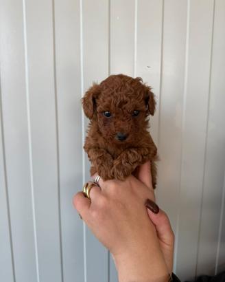 Barboncini mini toy red brown