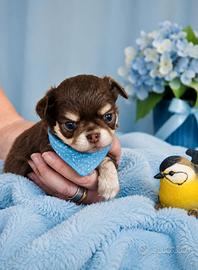 Due maschietti di chihuahua
