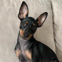 Pinscher cucciolo 3 mesi