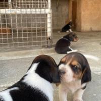 Cuccioli di beagle