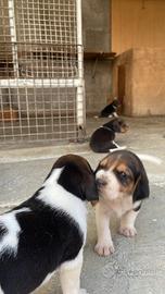 Cuccioli di beagle