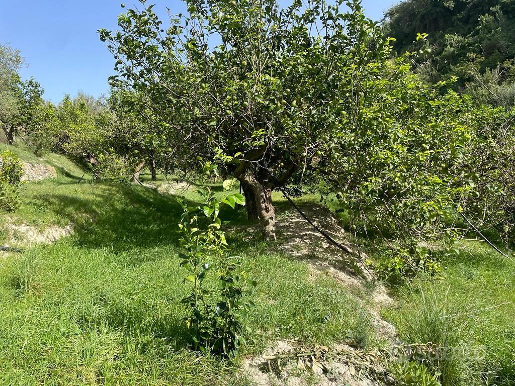 Terreno agricolo agrumeto - Vista 2