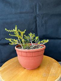 Bonsai Timo