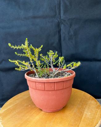 Bonsai Timo