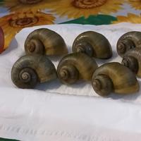 Ampullarie colorazione JADE