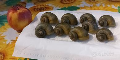 Ampullarie colorazione JADE