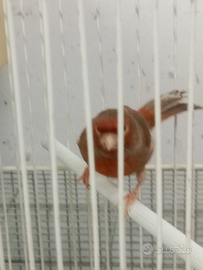 Coppia di canarini phaeo per portare