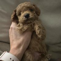 Barboncino maschio red taglia piccola