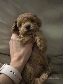 Barboncino maschio red taglia piccola