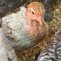 Araucana pulcinotti coppia