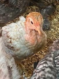 Araucana pulcinotti coppia