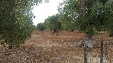Uliveto - zona penta di nardò