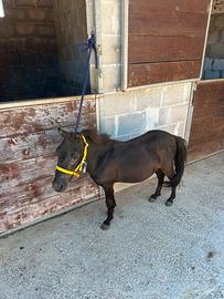 Pony Falabella maschio
