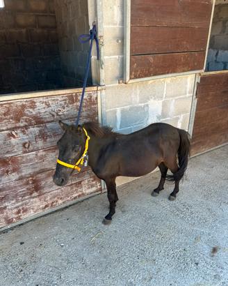 Pony Falabella maschio