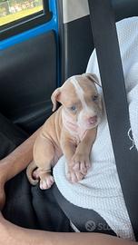 Cucciolo di pitbull