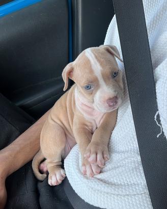 Cucciolo di pitbull