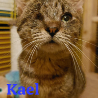 Gattino tigrato ( con un solo occhietto)