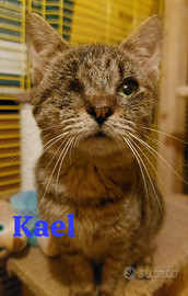 Gattino tigrato ( con un solo occhietto)