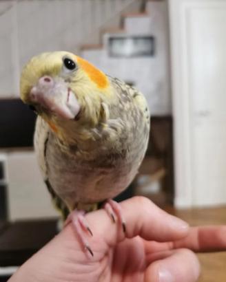 Pappagalli