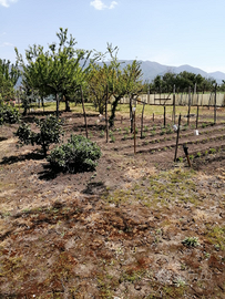 Terreno agricolo