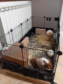 Porcellini d'india con recinto