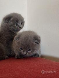 Cuccioli di gattini scottish straight e fold